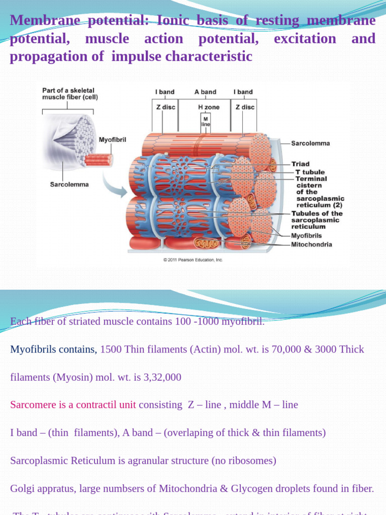 Muscle Physiology 3 | PDF | Muscle Contraction | Adenosine Triphosphate