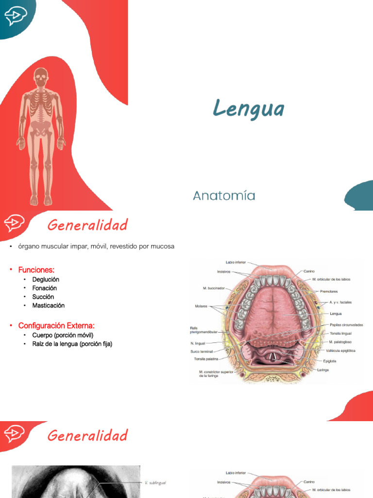 Anatomía y Funciones de la Lengua | PDF