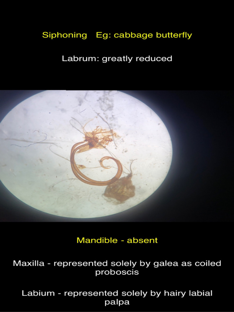 Insect Mouthpart | PDF