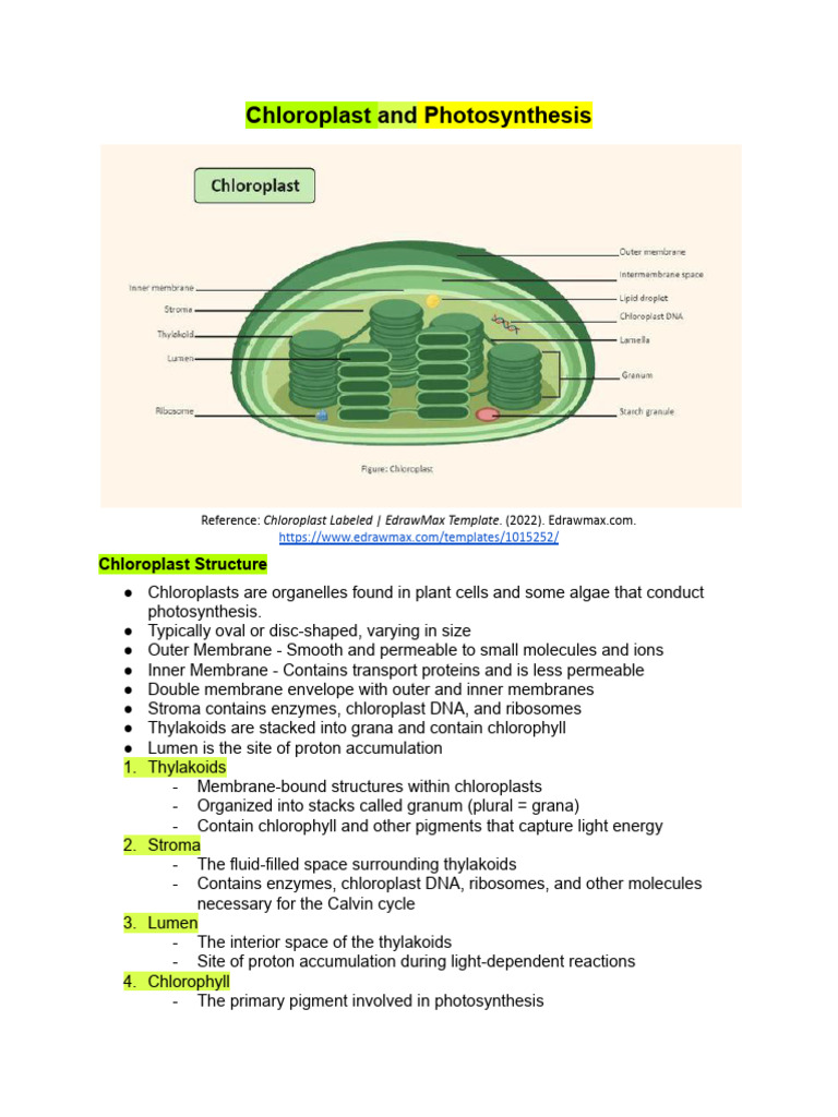 Chloroplast Structure and Photosynthesis | PDF | Chloroplast ...