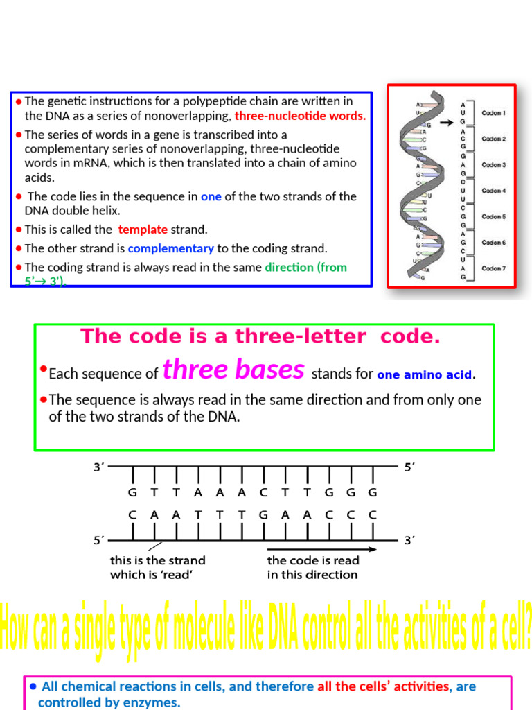 DNA Code and Gene Mutations Explained | PDF | Point Mutation | Nucleic ...