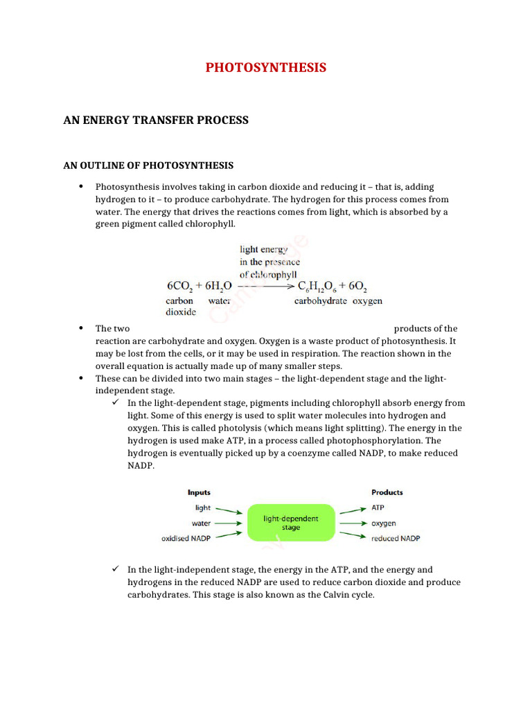 Understanding Photosynthesis Process | PDF | Photosynthesis | Chloroplast