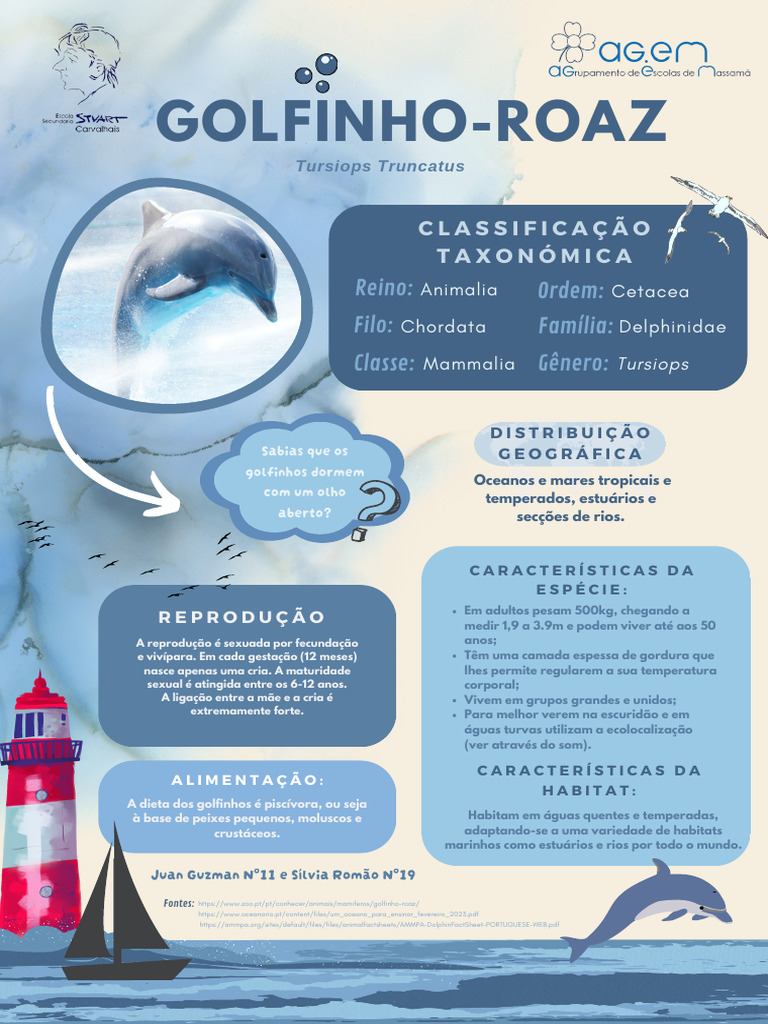 Características do Golfinho-Roaz | PDF | Golfinho | Zoologia