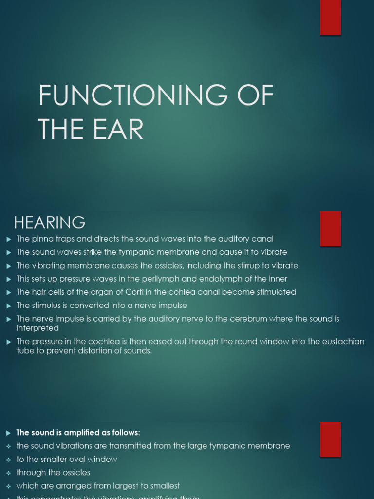 Ear Function: Hearing and Balance Explained | PDF | Ear | Hearing