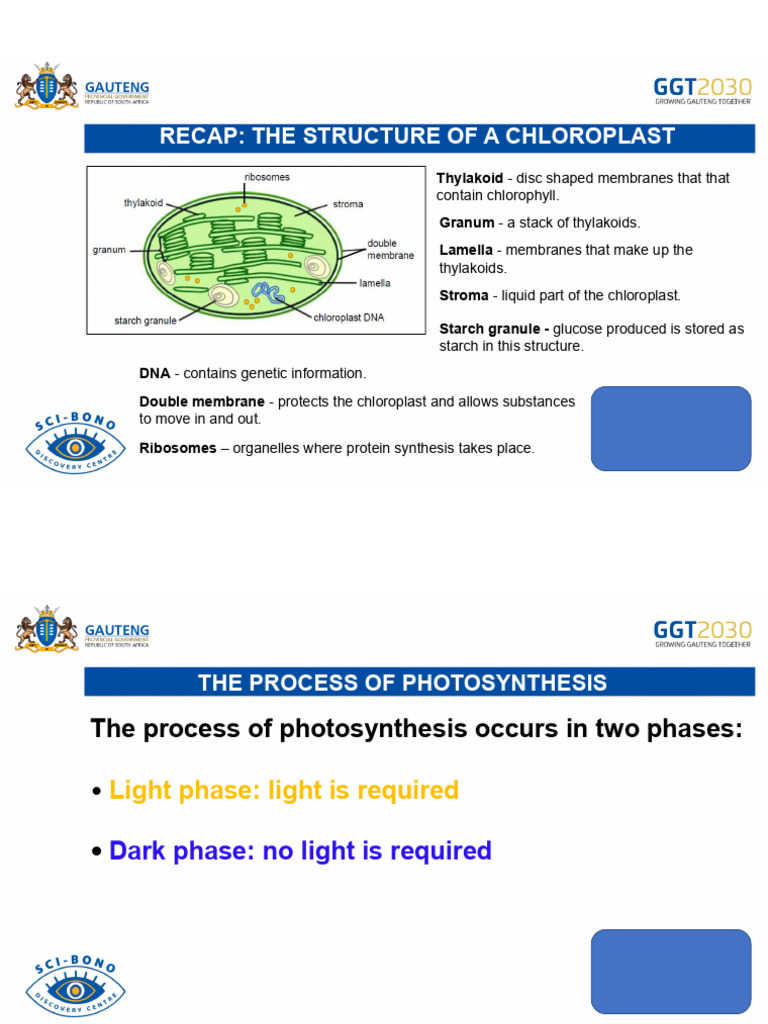 Chloroplast Structure and Photosynthesis | PDF | Chloroplast ...