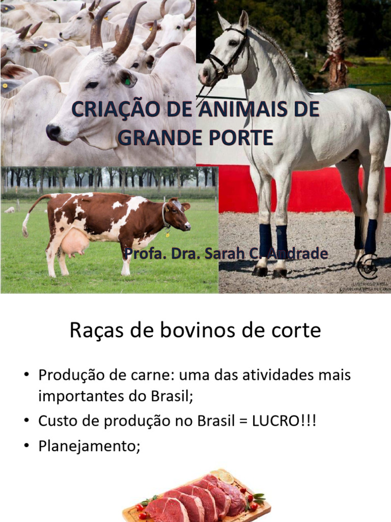 Raças de Bovinos de Corte no Brasil | PDF | Gado | Animais domesticados