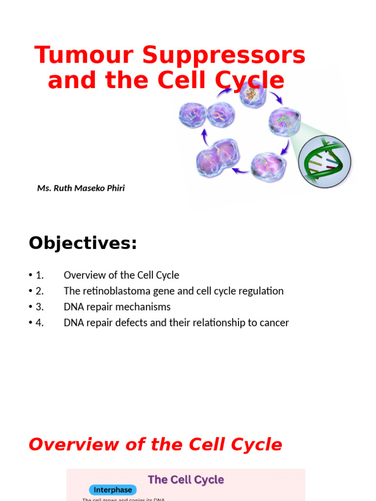 Tumour Suppressors and The Cell Cycle | PDF | Cell Cycle | Oncogene