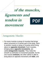 Role of the Muscles, Ligaments and Tendon