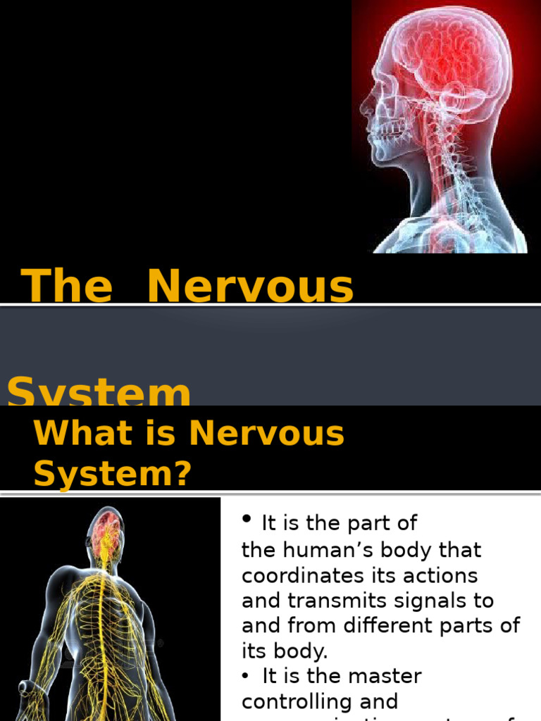 Overview of the Nervous System | PDF | Motor Neuron | Nerve