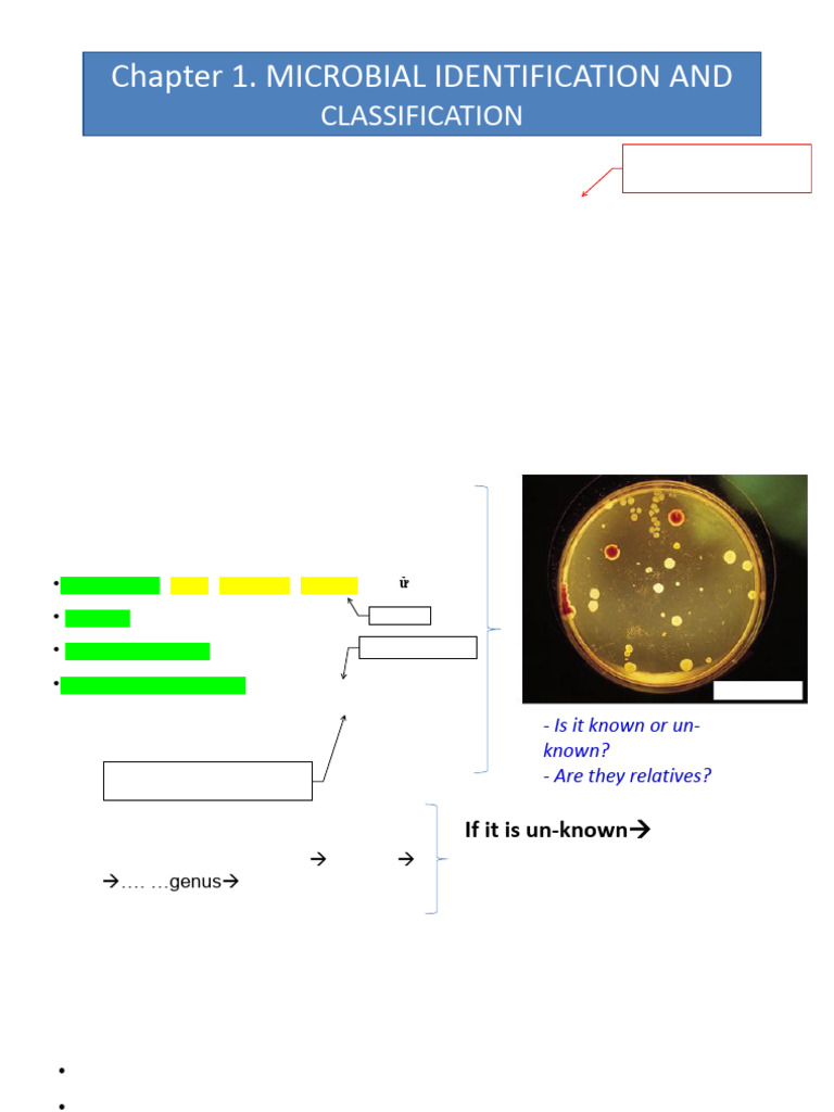 Microbial Identification and Classification | PDF | Fungus | Bacteria
