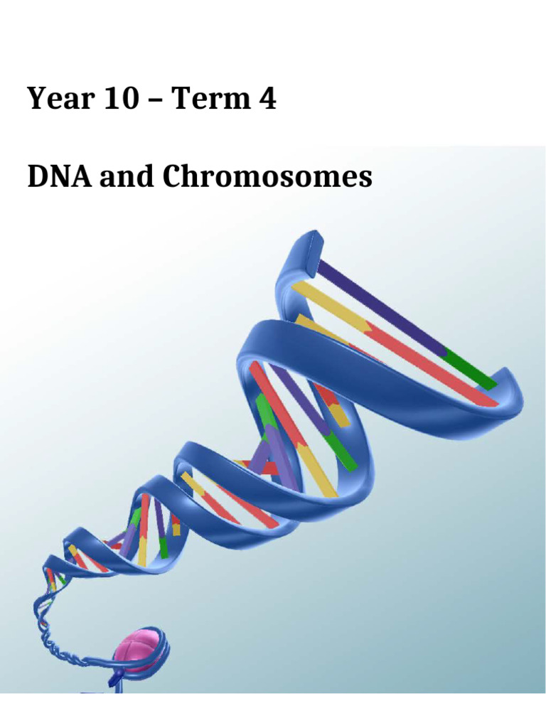 Visable Biology DNA Chromosomes Worksheet | PDF | Chromosome | Dna