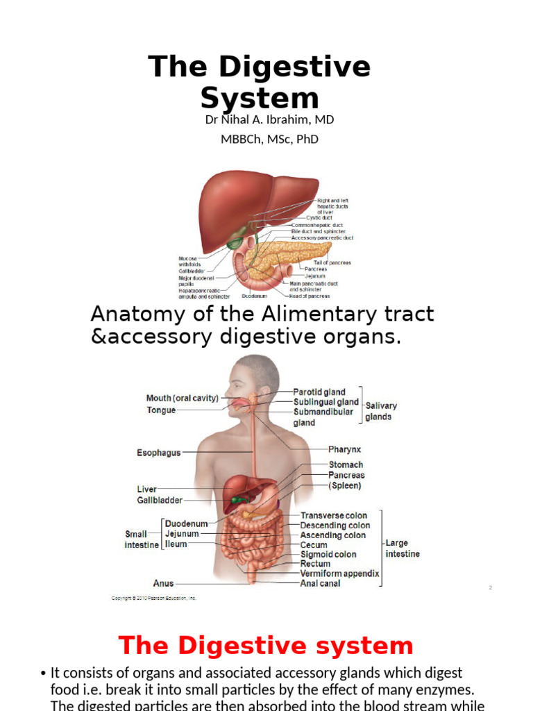 Anatomy and Functions of the Digestive System | PDF | Digestion | Pancreas