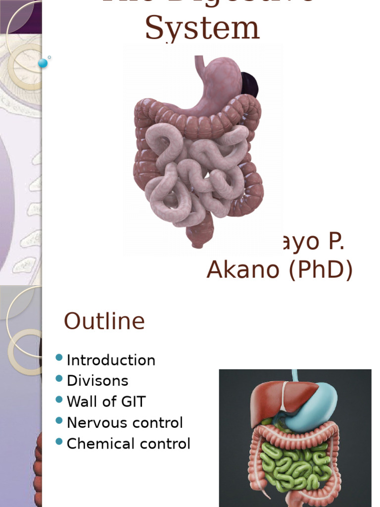 Overview of The Digestive System | PDF | Human Digestive System | Digestion
