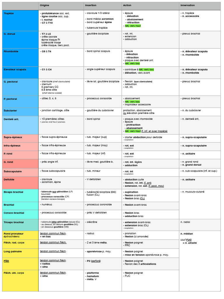 Muscles MS | PDF | Membres (anatomie) | Anatomie humaine