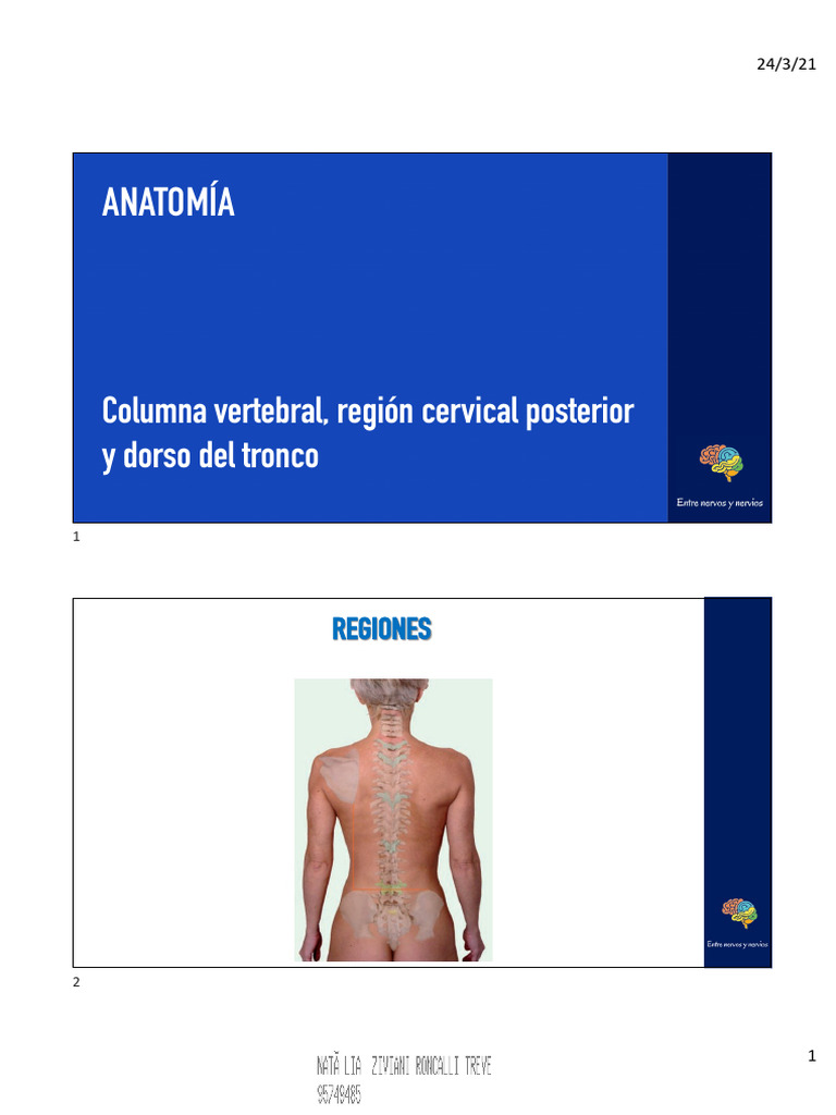 Anatomía de la Columna Vertebral y Músculos | PDF | Vértebra | Articulación