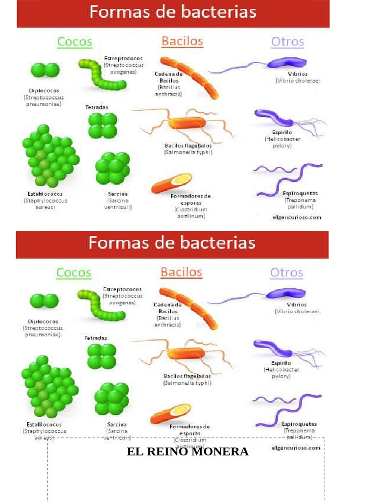 EL REINO MONERA-preguntas | PDF