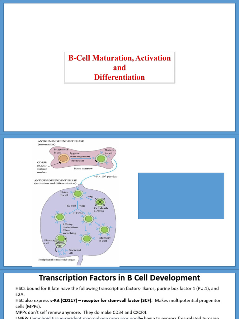 B-Cell Maturation and Differentiation Overview | PDF | B Cell | Antibody