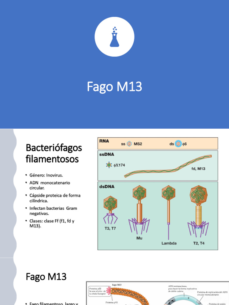 Fago M13: Características y Aplicaciones | PDF