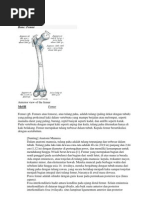 Download Femur by Donny Wahyu Pratomo SN85037041 doc pdf