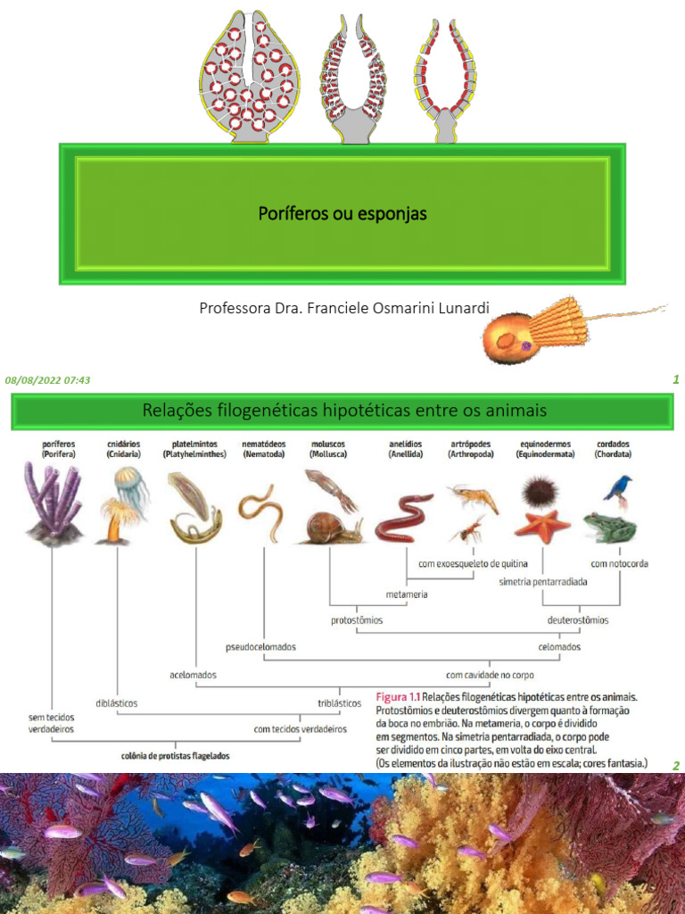 Características dos Poríferos (Esponjas) | PDF | Esponja | Táxon animal