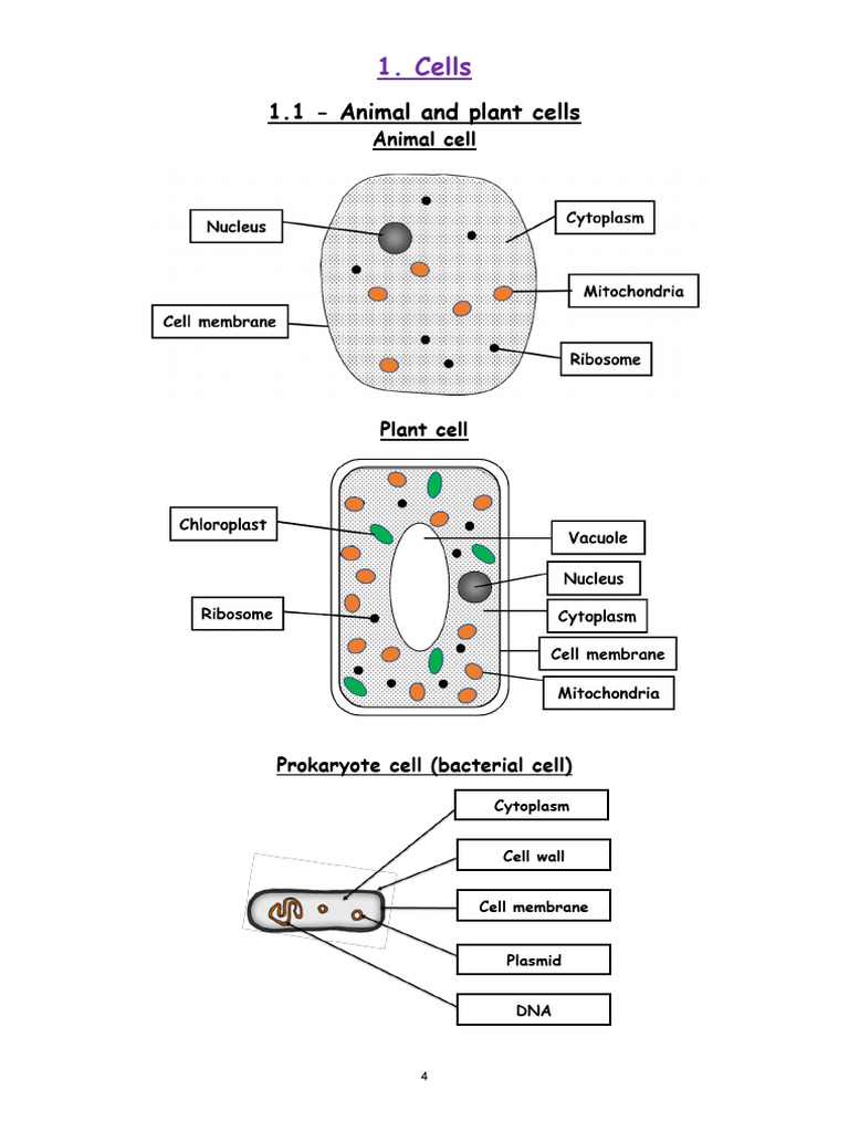 Cells 3 | PDF | Cell (Biology) | Organelle