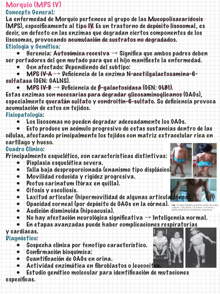 Enfermedades de Mucopolisacaridosis: MPS IV, III y I | PDF ...