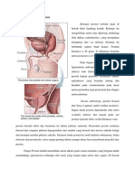 Anatomi Dan Fisiologi Prostat
