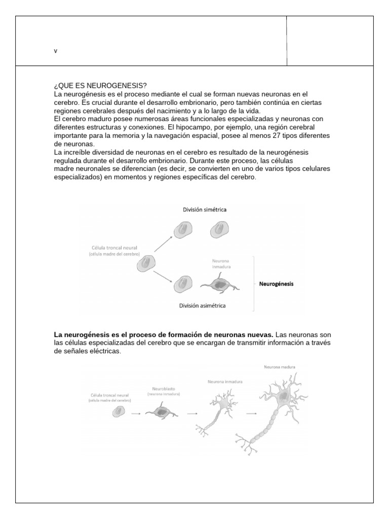 ¿Qué es la neurogénesis? | PDF | Cerebro | Neurogénesis
