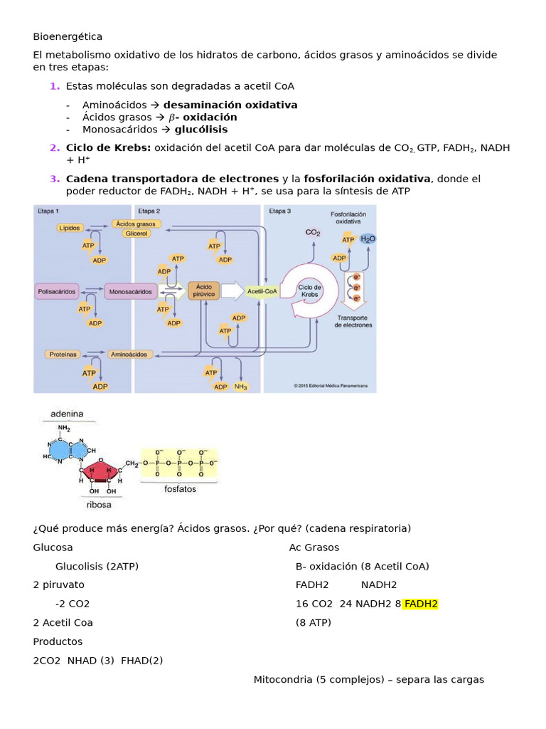 Bioenergética | PDF