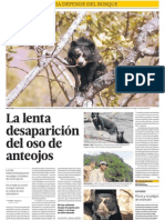 Osos de Anteojos en Peligro: Su Habitad Los Bosques Están Siendo Deforestados.