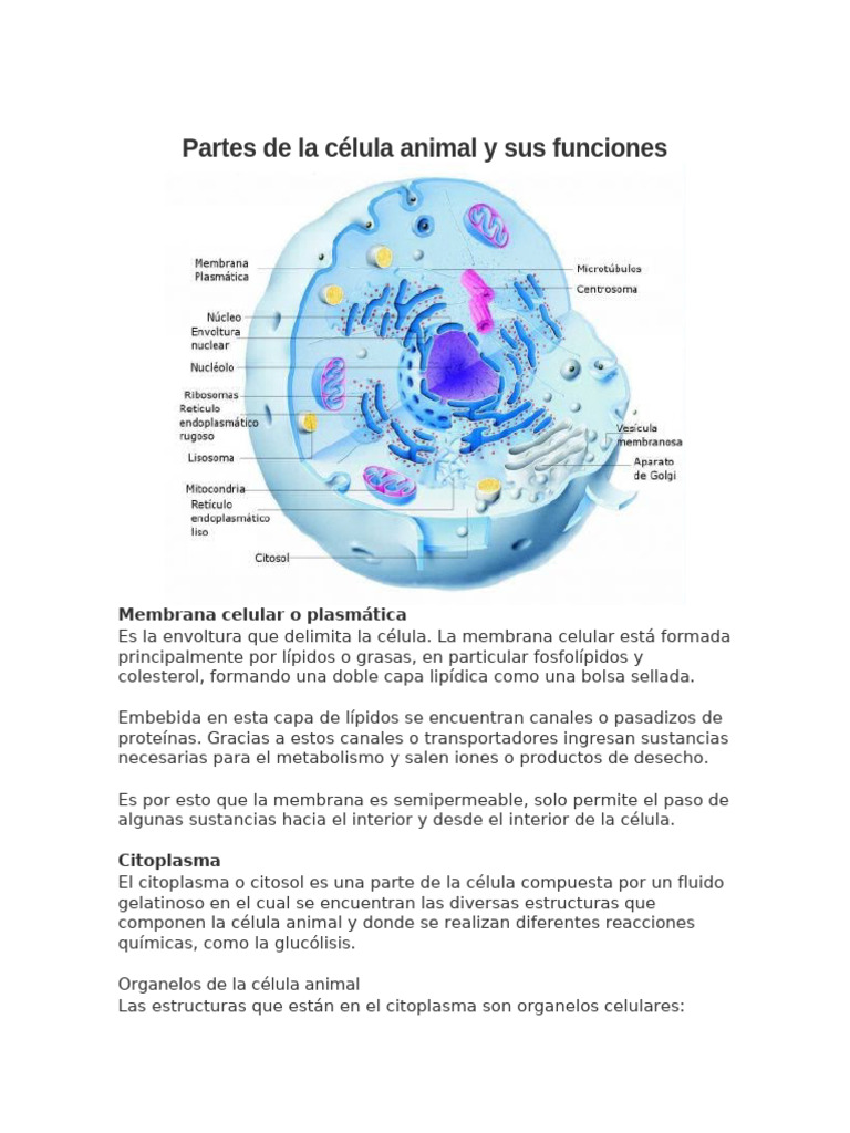 Partes y funciones de la célula animal | PDF | Citoplasma | Biología ...