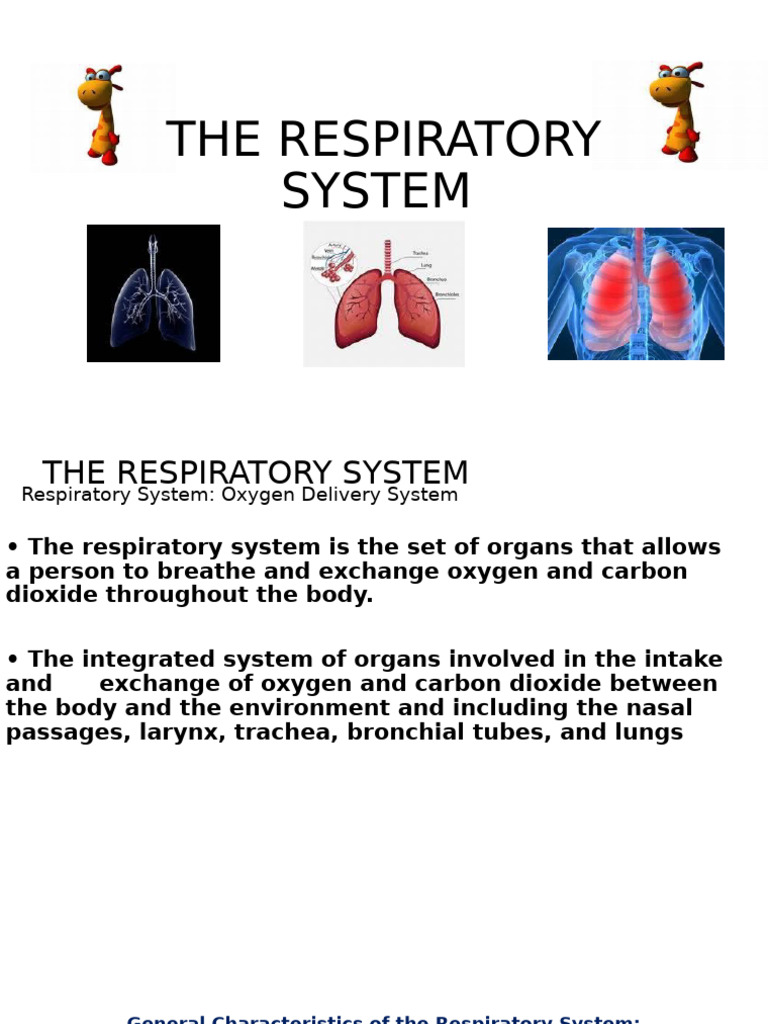 Overview of the Respiratory System | PDF | Respiratory Tract ...