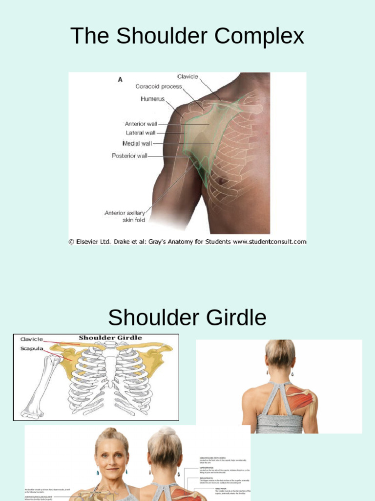 Anatomy and Function of the Shoulder | PDF | Shoulder | Anatomical ...