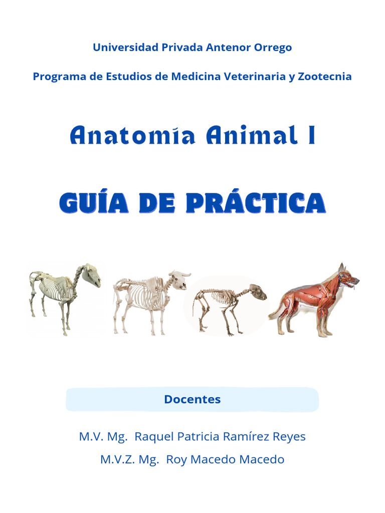 Guia Anatomia Animal Pdf Cráneo Sistema Esquelético
