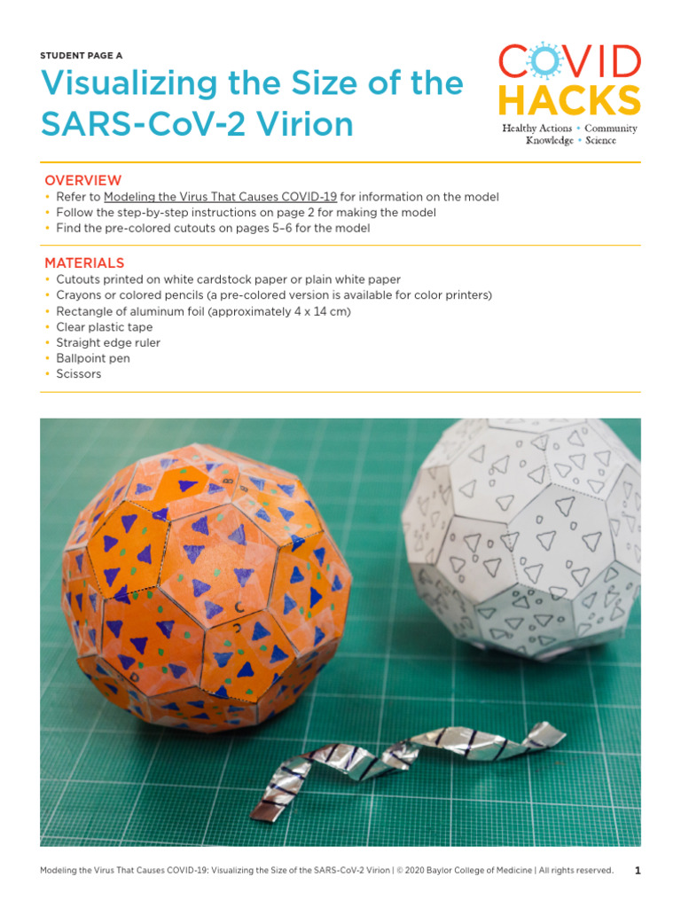 Modeling The Virus - Student Page A | PDF | Virus | Virology