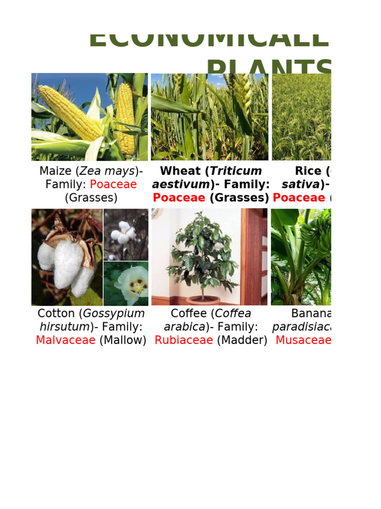 Economically Crop Plants | PDF