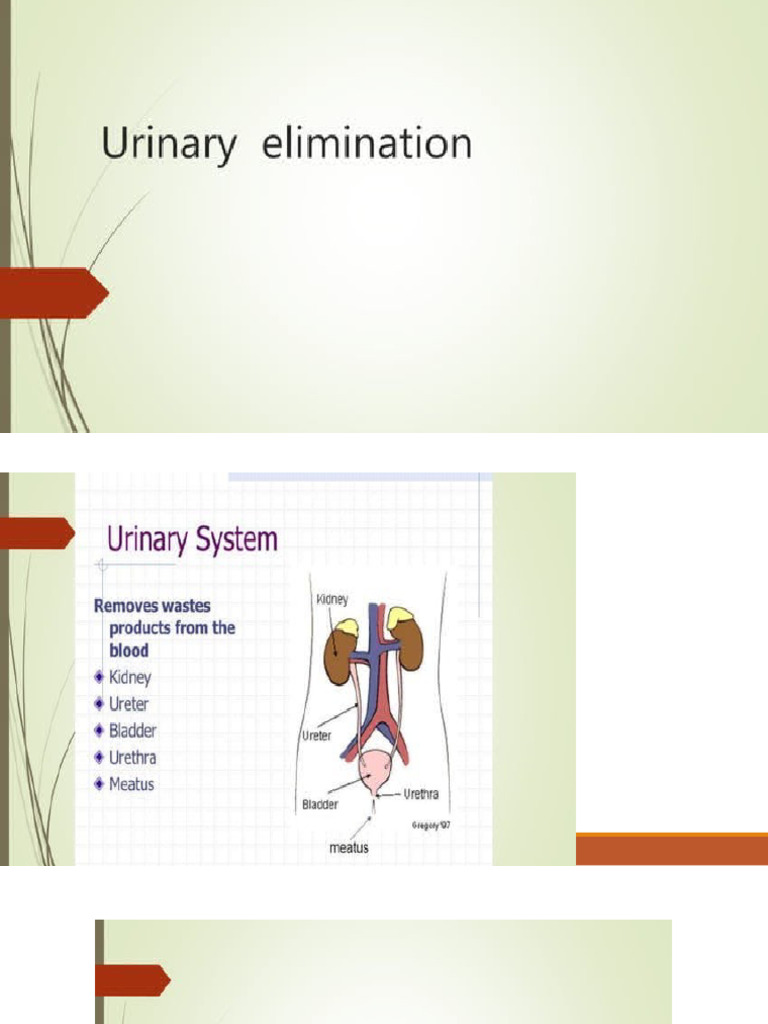 Urinary Elimination | PDF