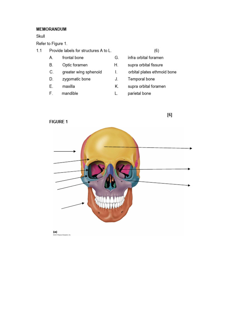 Skull Structure Labeling Guide | PDF