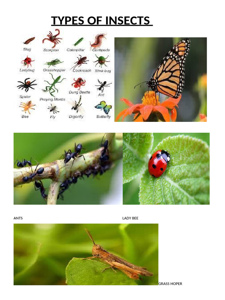 TYPES OF INSECTS | PDF