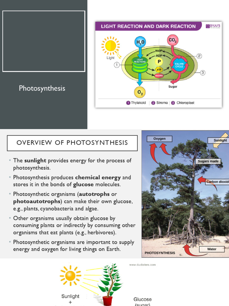 Topic 4 Respiration and Photosynthesis (II) | PDF | Photosynthesis ...