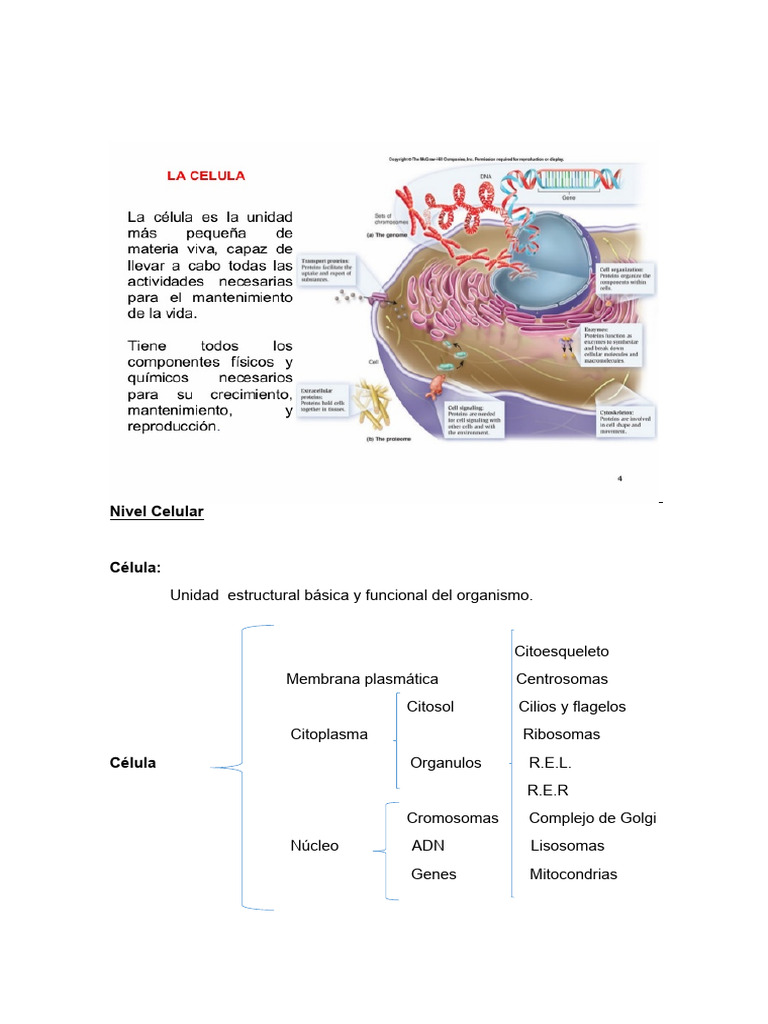 Estructura y Función de la Célula | PDF | Citoplasma | Biología Celular)