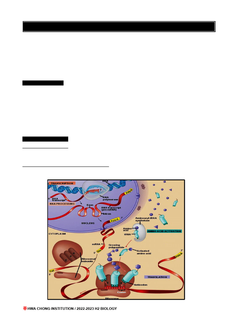 Eukaryotic Gene Expression Overview | PDF | Rna | Messenger Rna