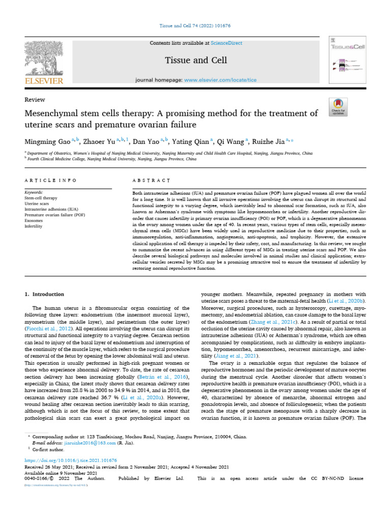 MSC Therapy for Uterine Scars & POF | PDF | Mesenchymal Stem Cell | Ovary