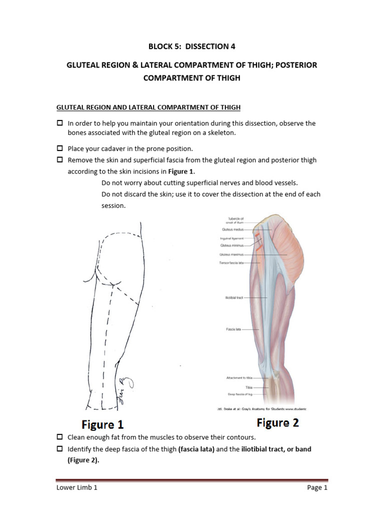 Gluteal and Thigh Dissection Guide | PDF | Human Leg | Lower Limb Anatomy
