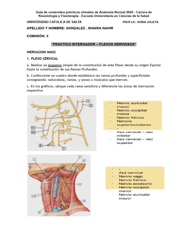 Anatomía Normal: Plexos Nerviosos 2024 | PDF | Extremidades (anatomía ...