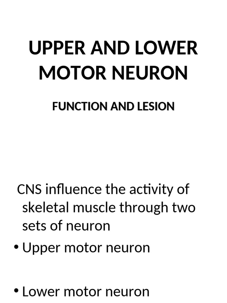Upper and Lower Motor Neurons Explained | PDF | Motor Neuron | Human ...