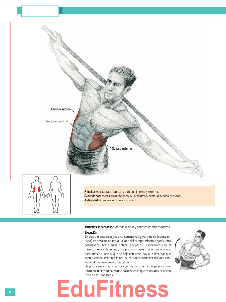 Inclinaciones laterales con mancuerna | PDF | Abdomen