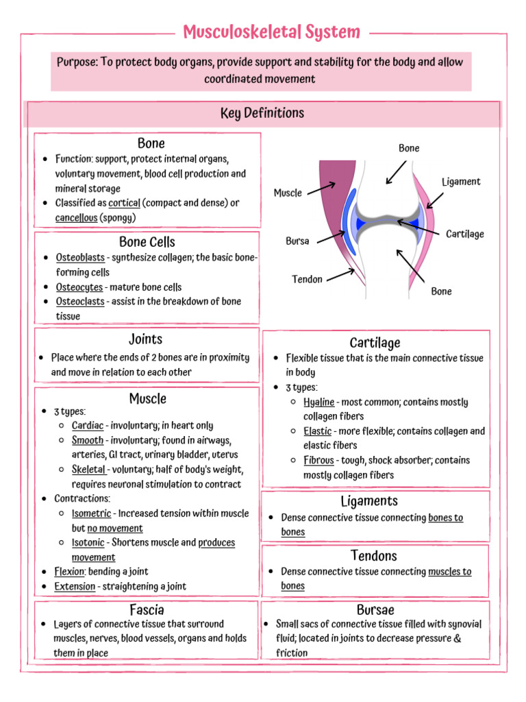Musculoskeletal System Overview and Injuries | PDF | Knee | Bone