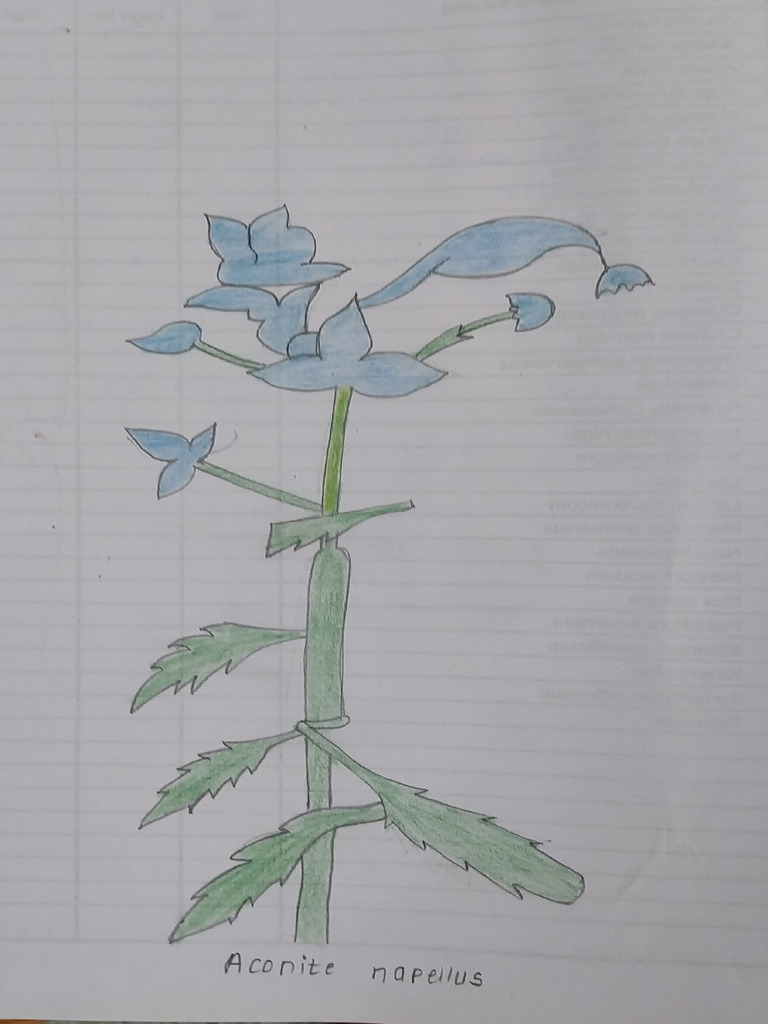 Appendix A Pharmacy | PDF