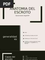 Capas del escroto y su anatomía | PDF